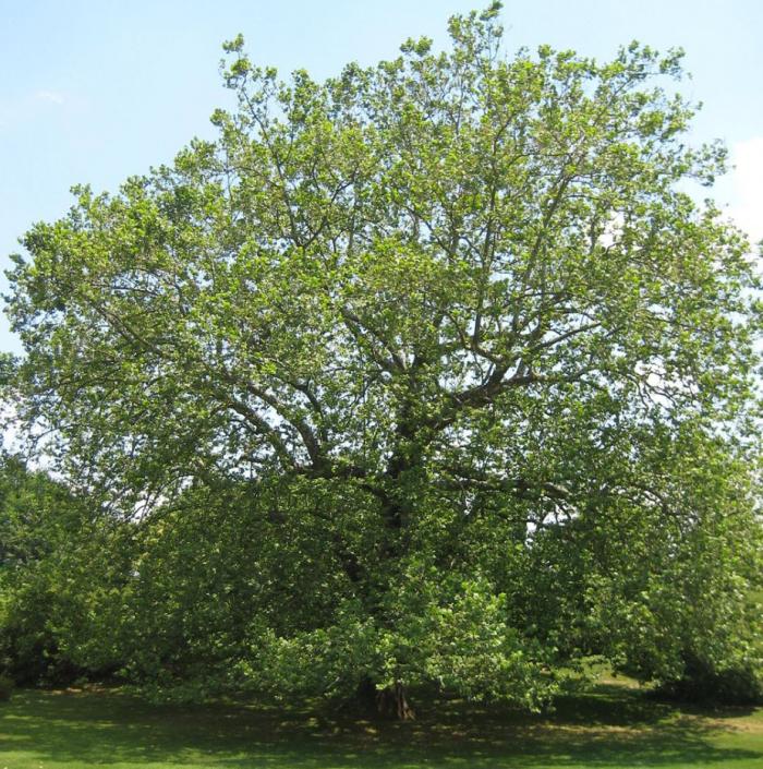 Platanus occidentalis