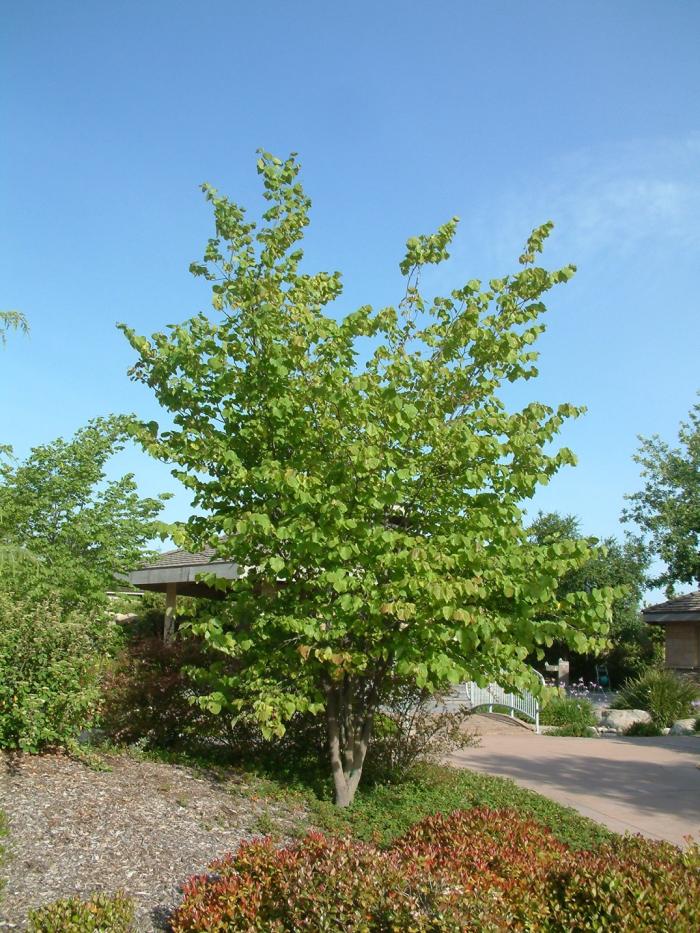 Plant photo of: Celtis occidentalis