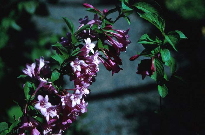 Weigela florida