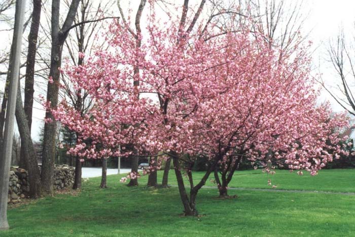 Prunus serrulata 'Kwanzan'