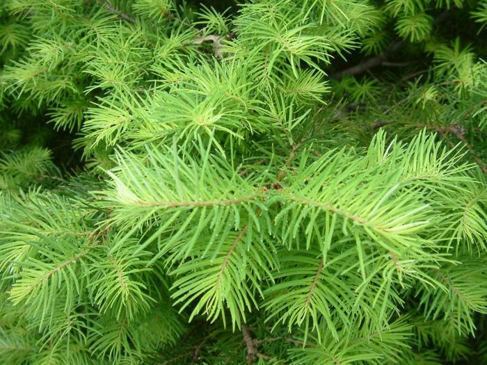 Plant photo of: Pseudotsuga menziesii