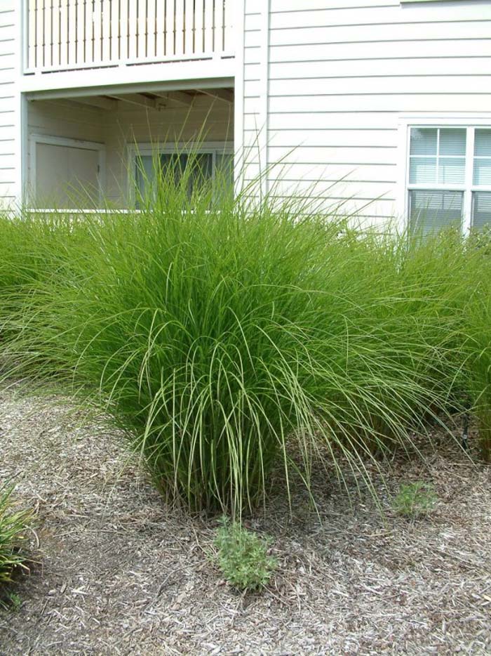 Miscanthus sinensis 'Gracillimus'