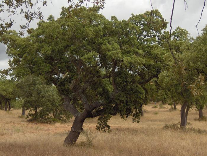 Cork Oak