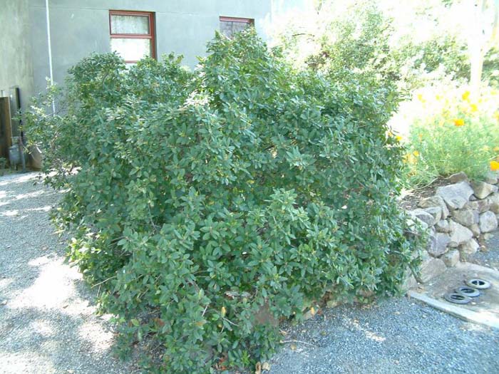 Rhamnus californica