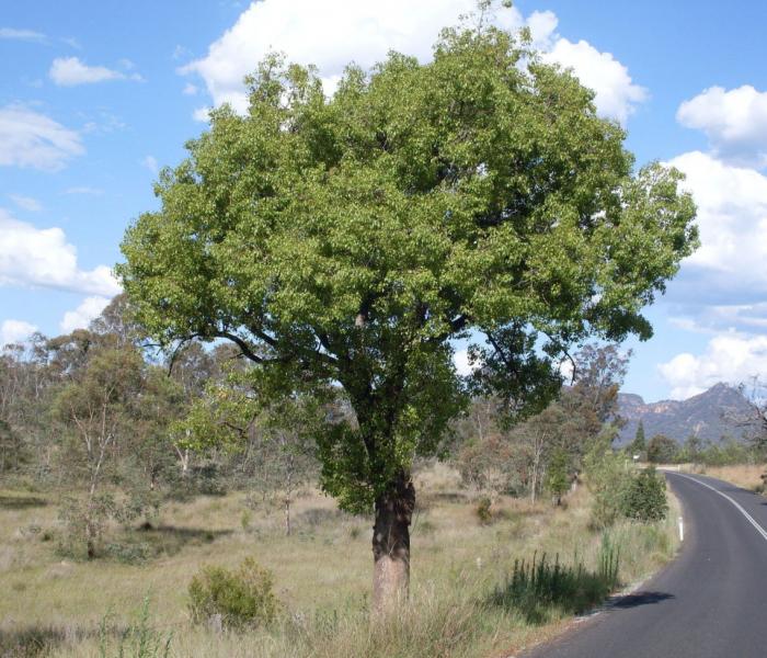 Plant photo of: Brachychiton populneus