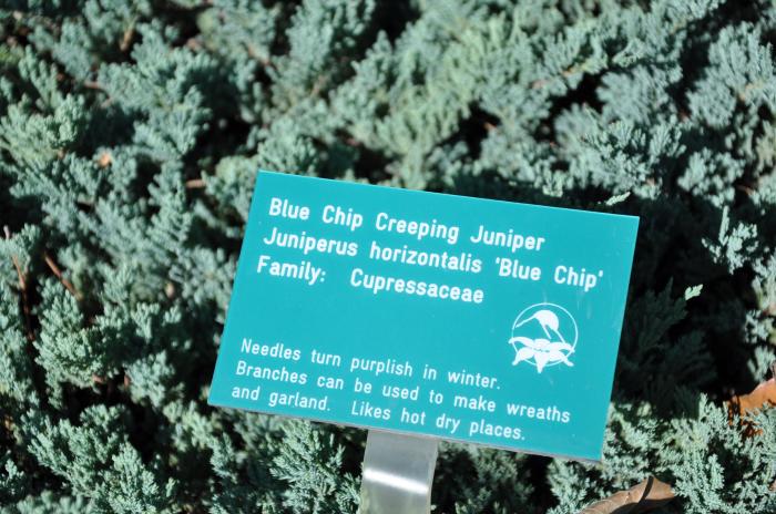 Plant photo of: Juniperus horizontalis 'Blue Chip'