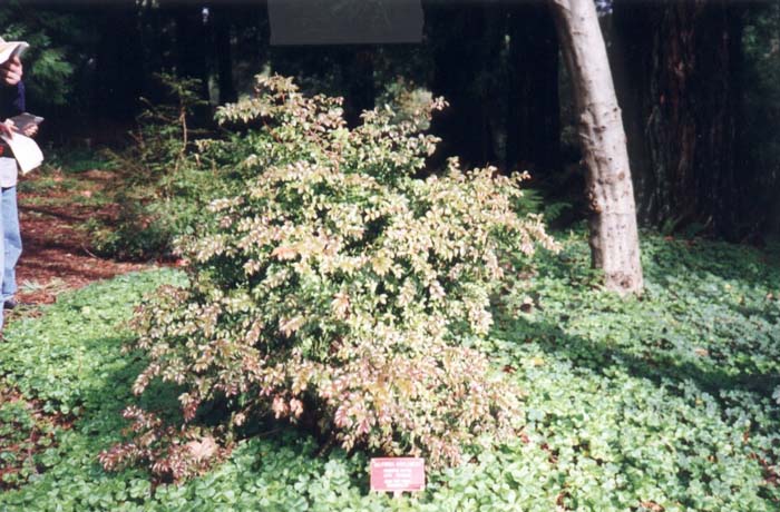 Evergreen Huckleberry