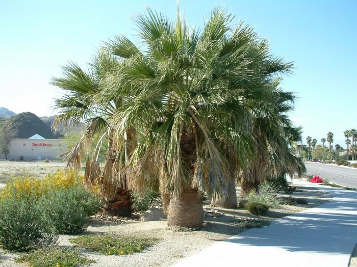 Plant photo of: Washingtonia filifera