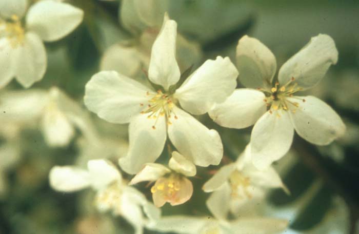 White Angel Crabapple