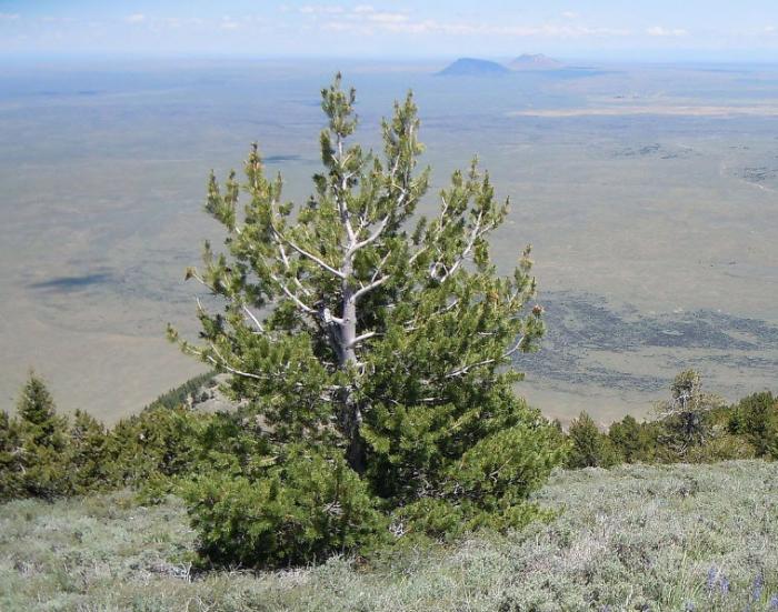 Plant photo of: Pinus flexilis