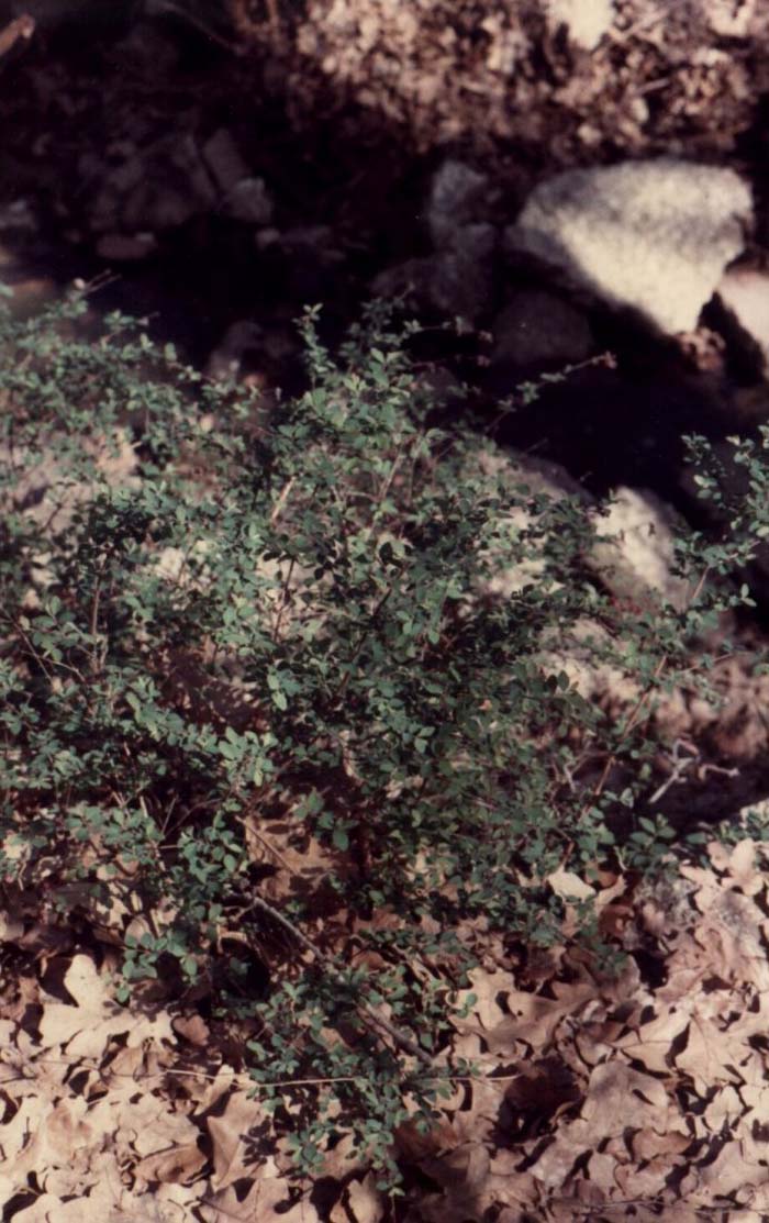 Symphoricarpos orbiculatus