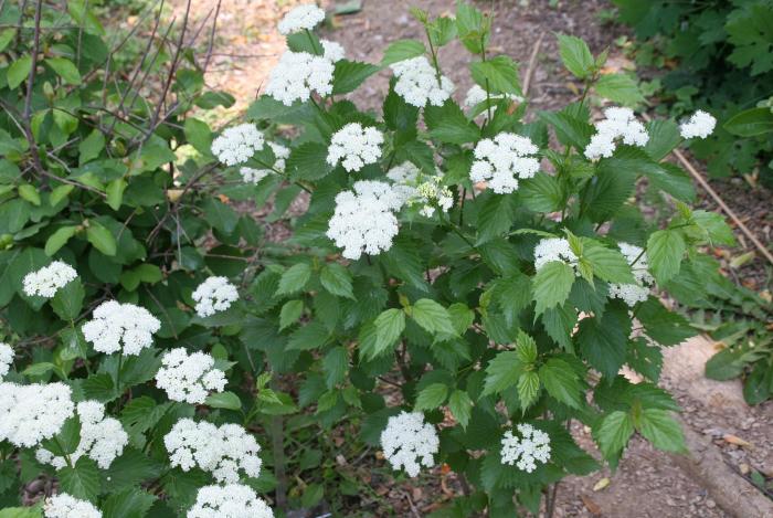 Arrowwood Viburnum