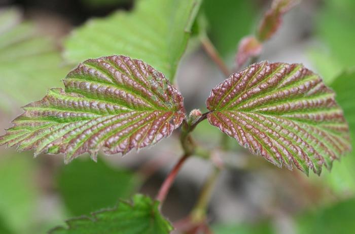 Plant photo of: Viburnum dentatum