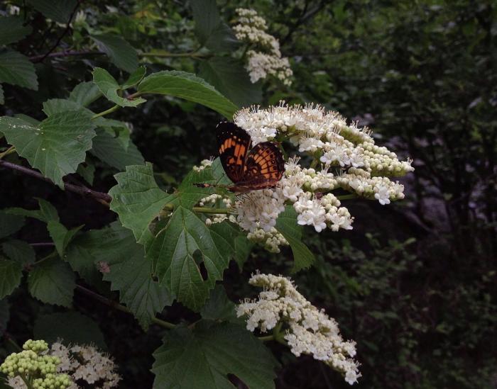 Plant photo of: Viburnum dentatum
