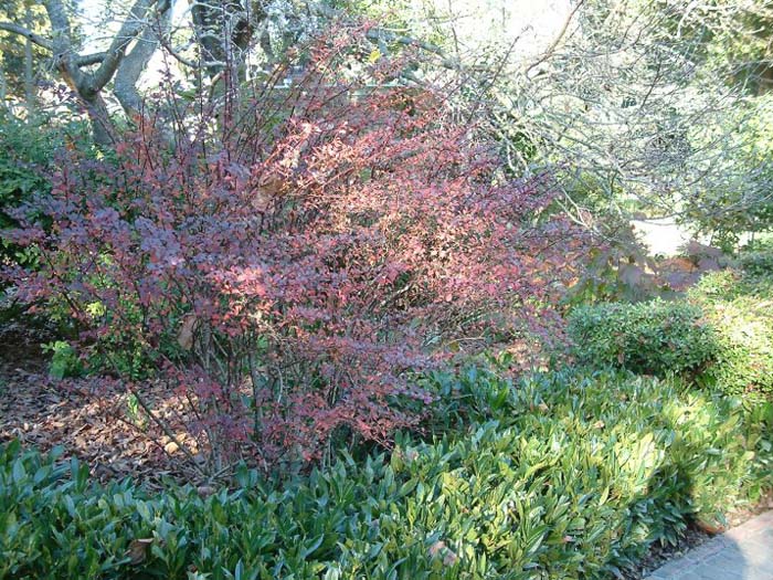 Plant photo of: Berberis thunbergii 'Atropurpurea Nana'