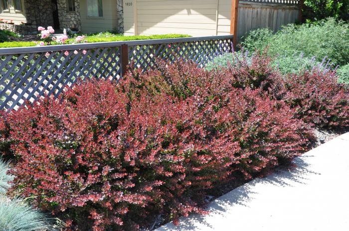 Plant photo of: Berberis thunbergii 'Atropurpurea'