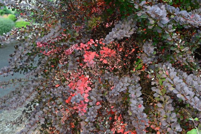Plant photo of: Berberis thunbergii 'Atropurpurea'