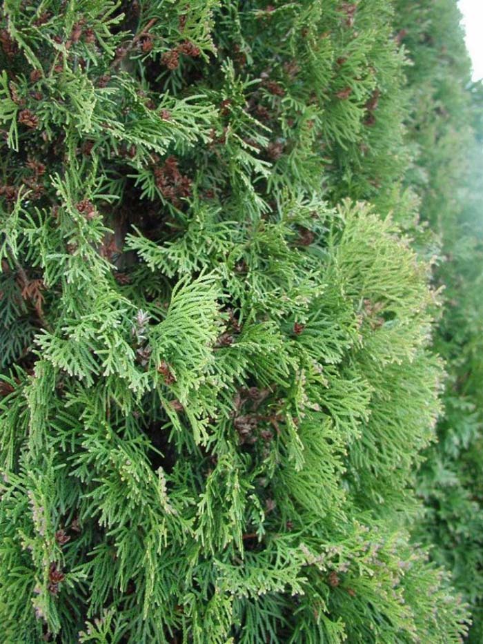 American Arborvitae, Eastern White