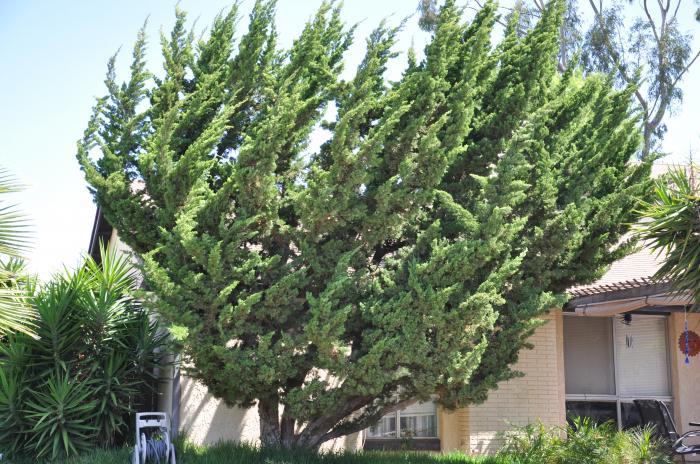 Plant photo of: Juniperus chinensis 'Kaizuka'