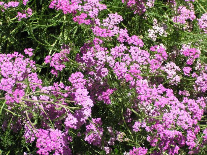 Plant photo of: Achillea millefolium 'Rosea'