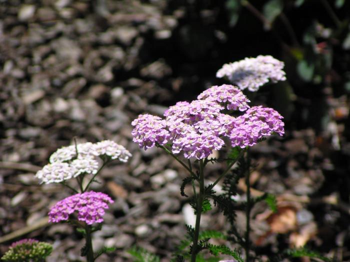 Plant photo of: Achillea millefolium 'Rosea'