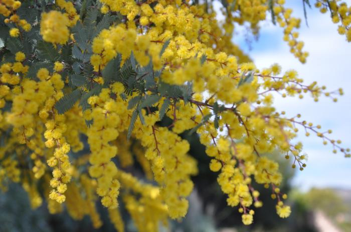 Plant photo of: Acacia baileyana 'Purpurea'