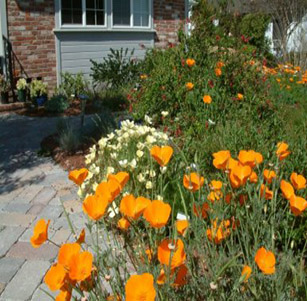 California Native Gardens