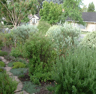 Dense Foliage Garden