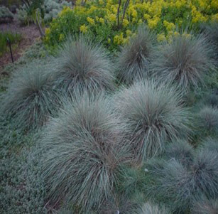 Ornamental Grasses