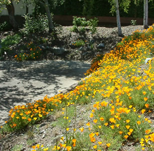 Poppy Garden