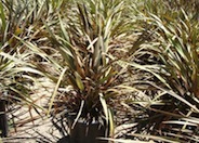 Red New Zealand Flax