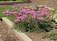 Sea Pink, Common Thrift