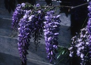 Chinese Wisteria