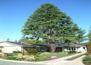 Atlas Cedar