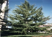 Deodar Cedar, Calif. Christmas Tree