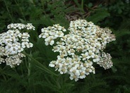 Common Yarrow, Milfoil