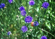 Cornflower, Bachelor's Button