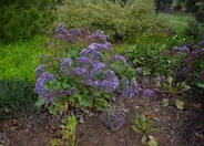 Sea Lavender, Statice