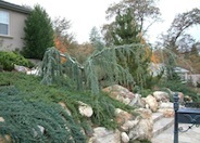 Weeping Blue Atlas Cedar