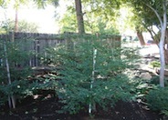 Aptos Blue Coast Redwood