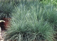 Elija Blue Fescue