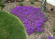 Homestead Purple Verbena