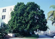 Fern Pine