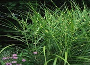 Zebra Grass
