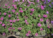 Lipstick Verbena