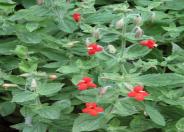 Scarlet Monkeyflower