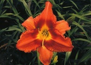 Gingerbread Man Hybrid Daylily