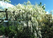 White Chinese Wisteria