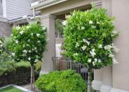 Japanese Privet