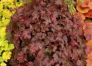 Burnished Bronze Coral Bells